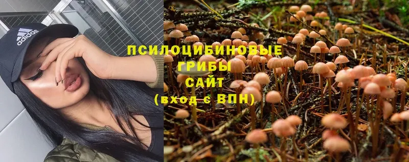 blacksprut зеркало  Горнозаводск  Галлюциногенные грибы Psilocybine cubensis  закладки 